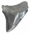 Serrated, Juvenile Megalodon Tooth #48205-1